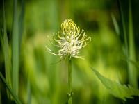 Ährige Teufelskralle